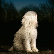Juana Molina - DOGA (2025) [Hi-Res]