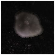 Fupper - Nullius (2026)