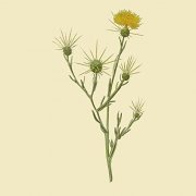 Star Thistle - The Best of Star Thistle (2021) Hi Res
