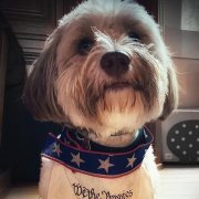 Mr. M.D - Dog Days (2025) [Hi-Res]