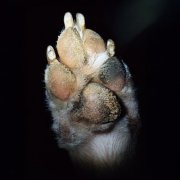 Avery Tucker - Paw (2025) Hi-Res