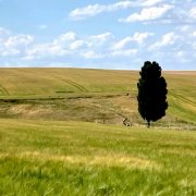 Nana Pi, Ha Lym Kim, Jonas Gerigk - Planting Trees for the Festival (2025) Hi Res