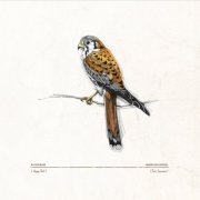 Rapidgrass - Happy Trails (American Kestrel Falco Sparverius) (2017)