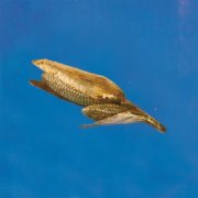 Or Sobre Blau, Ubaldo, Kiran Leonard - Making Friends (2026) [Hi-Res]