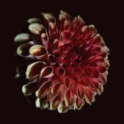 Jessica Moss - Unfolding (2025) [Hi-Res]