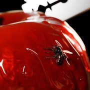 VA - Candied Apples (2025)