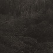Lesley Mok - transient (2026) [Hi-Res]
