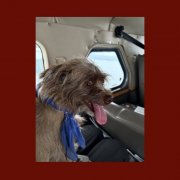 Mac DeMarco - Seaplane Dog (2206) [Hi-Res]