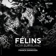 Franck Zaragoza - Félins noir sur blanc (Bande originale du film) (2021) [Hi-Res]