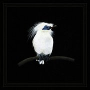 Blundetto - Cousin Zaka vol.3 (2025) [Hi-Res]