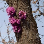 Duval Timothy - Meeting with a Judas Tree (2022)