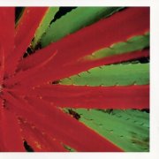 Jejüne - This Afternoons Malady (2025) [Hi-Res]