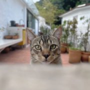 Diego Tavares - De Pé (2025) Hi-Res