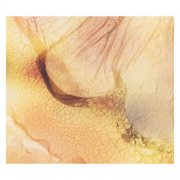 Fields We Found - thoughts persist (2026)