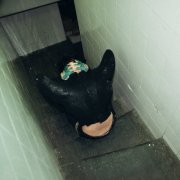 Joen - Bestia (2026) Hi-Res