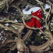 Hannah Frances - Nested in Tangles (Deluxe) (2026) [Hi-Res]