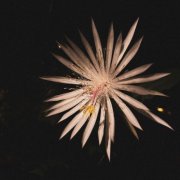 Miko - Petals And Marbles (2026)