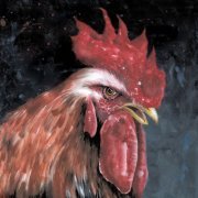 Kandinsky - Magic Rooster Love (2019) [Hi-Res]